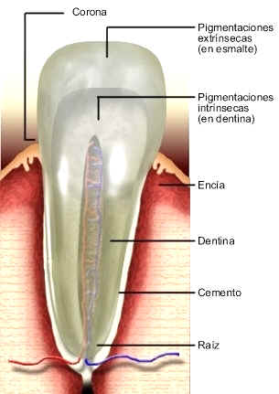 La crema que blanquea con gidrohinonom la farmacia